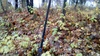 Samuel, Puinen harusmerkki puhelinavolinjassa., 21.10.2019